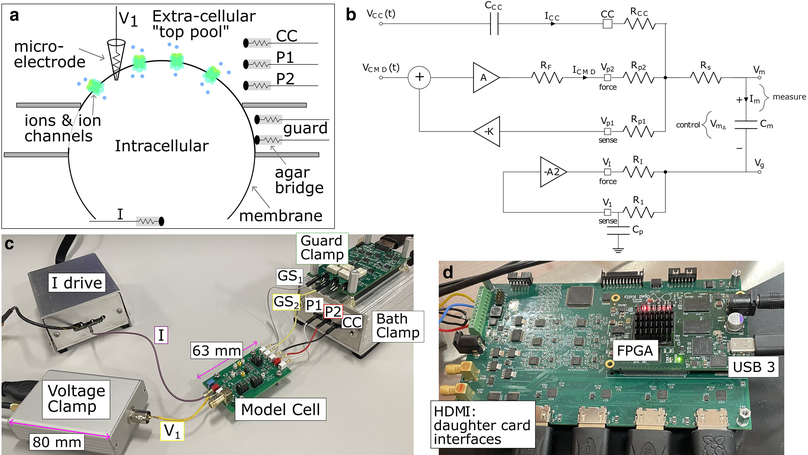 Development of a digital amplifier system for cut-open oocyte electrophysiology